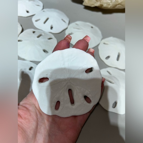SAND-DOLLAR COLLECTION (NOT REAL) - Picture 5 of 8